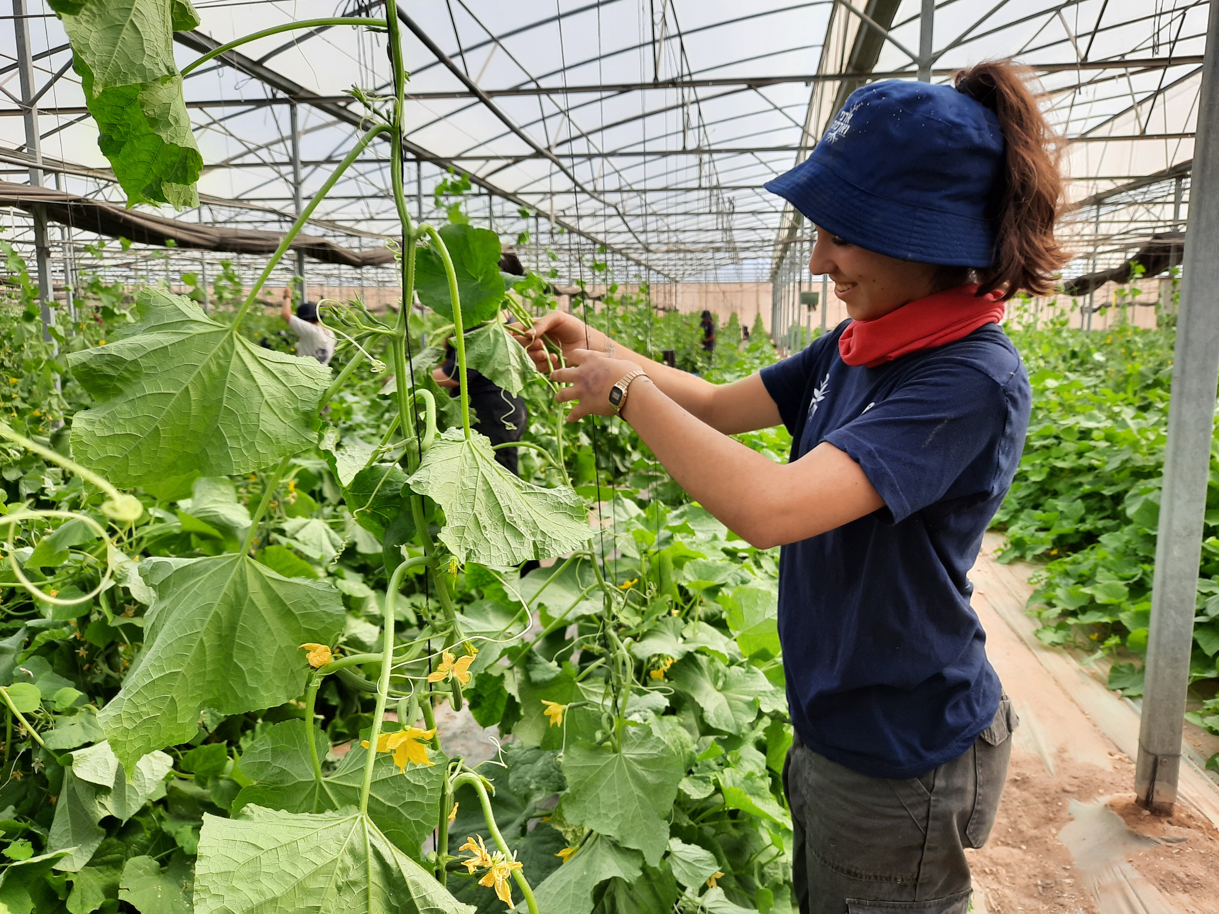 working in the fields